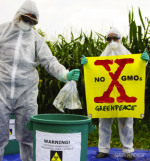 Greenpeace activists quarantine illegal GE crops in Italy
