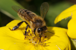 Pesticides pose a risk to honey bees