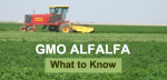 GMO Alfalfa