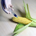 new GM maize in Europe